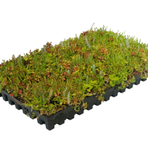 Sedum gigant casstte 25