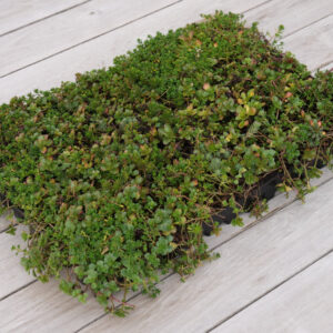 Sedumtray 25 liter wateropslag